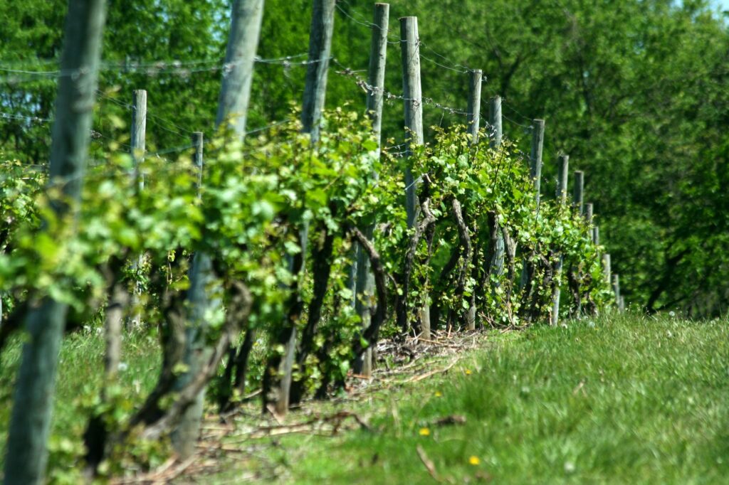 Grape vineyard in springtime